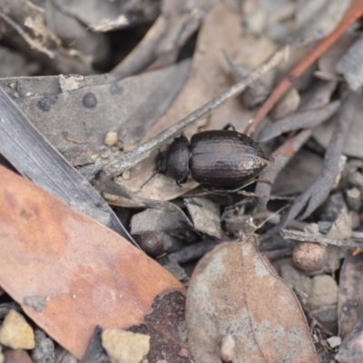 Adelium pustulosum (Darkling beetle) at Wamboin, NSW - 14 Dec 2018 by natureguy