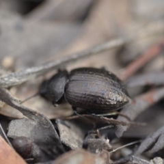 Adelium pustulosum at Wamboin, NSW - 14 Dec 2018 09:24 PM