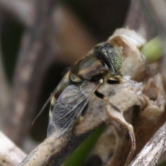 Eristalinus sp. (genus) (A Hover Fly) at Undefined, NSW - 25 Mar 2019 by HarveyPerkins