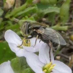 Eristalinus (genus) at Undefined, NSW - 25 Mar 2019 12:18 PM