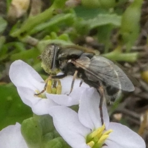 Eristalinus sp. (genus) at Undefined, NSW - 25 Mar 2019