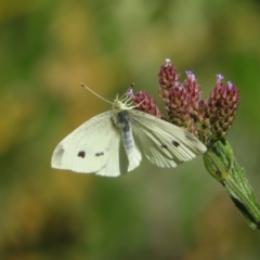 Pieris rapae (Cabbage White) at Pine Island to Point Hut - 21 Apr 2019 by MatthewFrawley