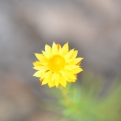 Xerochrysum viscosum (Sticky Everlasting) at Wamboin, NSW - 14 Dec 2018 by natureguy