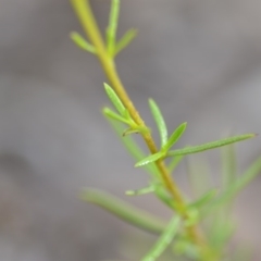 Xerochrysum viscosum at Wamboin, NSW - 14 Dec 2018