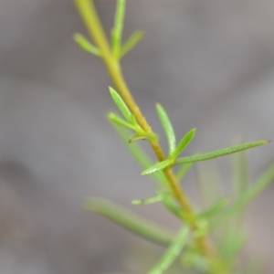 Xerochrysum viscosum at Wamboin, NSW - 14 Dec 2018 09:26 PM