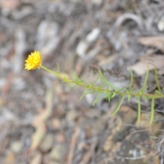 Xerochrysum viscosum at Wamboin, NSW - 14 Dec 2018