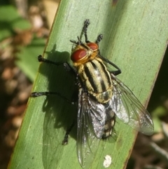 Sarcophagidae sp. (family) (Unidentified flesh fly) at Barunguba (Montague) Island - 19 Mar 2019 by HarveyPerkins