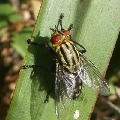 Sarcophagidae (family) (Unidentified flesh fly) at Undefined, NSW - 19 Mar 2019 by HarveyPerkins