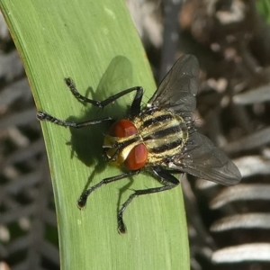 Sarcophagidae sp. (family) at Undefined, NSW - 19 Mar 2019