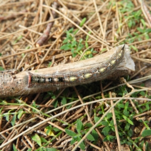 Pernattia pusilla at Greenway, ACT - 21 Apr 2019 11:28 AM