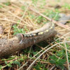 Pernattia pusilla at Greenway, ACT - 21 Apr 2019 11:28 AM