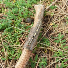 Pernattia pusilla at Greenway, ACT - 21 Apr 2019 11:28 AM