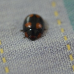 Paropsisterna beata at Wamboin, NSW - 15 Dec 2018 01:28 PM