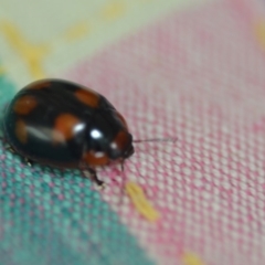 Paropsisterna beata at Wamboin, NSW - 15 Dec 2018 01:28 PM