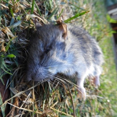 Rattus rattus (Black Rat) at Kambah, ACT - 22 Apr 2019 by MatthewFrawley