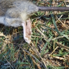 Rattus rattus at Kambah, ACT - 22 Apr 2019