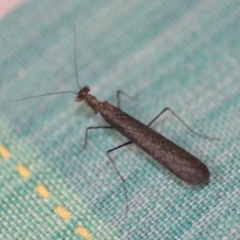 Paraoxypilus tasmaniensis (Black bark mantis or Boxing mantis) at QPRC LGA - 15 Dec 2018 by natureguy