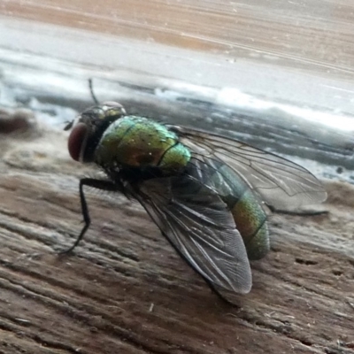 Lucilia cuprina (Australian sheep blowfly) at Barunguba (Montague) Island - 22 Mar 2019 by HarveyPerkins