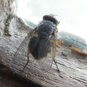 Calliphora sp. (genus) at Undefined, NSW - 22 Mar 2019 06:15 PM