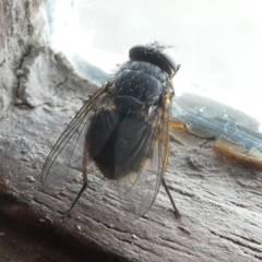 Calliphora sp. (genus) (Unidentified blowfly) at Undefined, NSW - 22 Mar 2019 by HarveyPerkins
