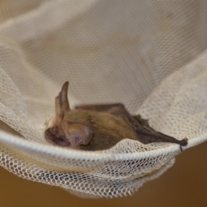 Nyctophilus geoffroyi at Wamboin, NSW - 19 Dec 2018