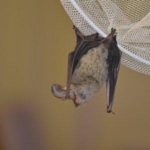 Nyctophilus geoffroyi at Wamboin, NSW - 19 Dec 2018