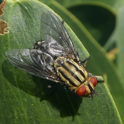 Sarcophagidae sp. (family) (Unidentified flesh fly) at Barunguba (Montague) Island - 22 Mar 2019 by HarveyPerkins