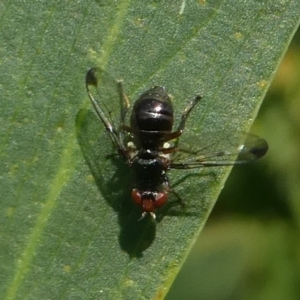 Platystomatidae (family) at Barunguba (Montague) Island - 23 Mar 2019 10:00 AM