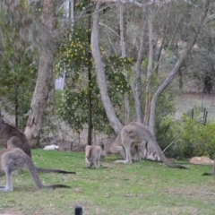 Macropus giganteus (Eastern Grey Kangaroo) at Wamboin, NSW - 20 Dec 2018 by natureguy