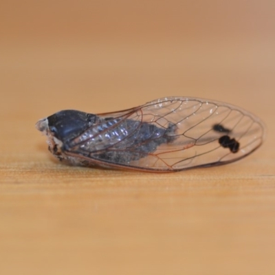 Galanga labeculata (Double-spotted cicada) at QPRC LGA - 23 Dec 2018 by natureguy