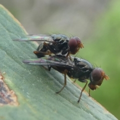 Sepsidae (family) (Ant fly) at Barunguba (Montague) Island - 23 Mar 2019 by HarveyPerkins