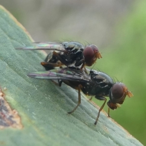 Sepsidae (family) at Barunguba (Montague) Island - 23 Mar 2019