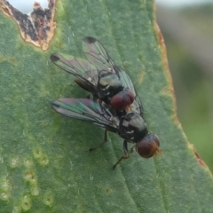 Sepsidae (family) at Barunguba (Montague) Island - 23 Mar 2019