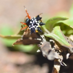 Austracantha minax at Wamboin, NSW - 23 Dec 2018 03:50 PM