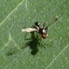 Sepsidae (family) (Ant fly) at Undefined, NSW - 26 Mar 2019 by HarveyPerkins