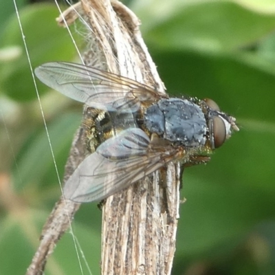 Calliphora sp. (genus) (Unidentified blowfly) at Undefined, NSW - 23 Mar 2019 by HarveyPerkins