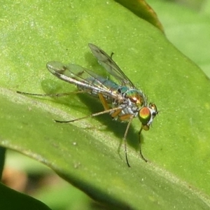 Dolichopodidae (family) at Undefined, NSW - 26 Mar 2019 10:03 AM