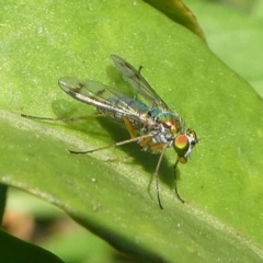 Dolichopodidae sp. (family) (Unidentified Long-legged fly) at Barunguba (Montague) Island - 25 Mar 2019 by HarveyPerkins