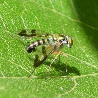 Dolichopodidae (family) (Unidentified Long-legged fly) at Barunguba (Montague) Island - 25 Mar 2019 by HarveyPerkins