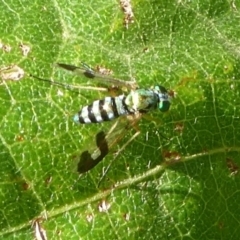 Dolichopodidae (family) at Undefined, NSW - 26 Mar 2019 10:16 AM