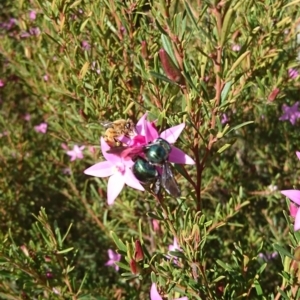 Xylocopa (Lestis) aerata at Gundaroo, NSW - 21 Apr 2019