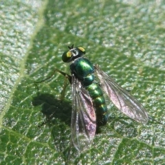 Dolichopodidae (family) (Unidentified Long-legged fly) at Undefined, NSW - 26 Mar 2019 by HarveyPerkins