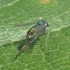 Dolichopodidae (family) at Undefined, NSW - 26 Mar 2019 10:21 AM