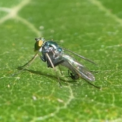 Dolichopodidae (family) at Undefined, NSW - 26 Mar 2019 10:21 AM