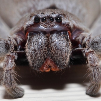 Isopeda (genus) (Huntsman Spider) at Evatt, ACT - 9 Oct 2017 by TimL