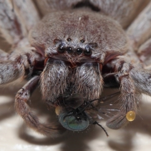 Isopeda sp. (genus) at Evatt, ACT - 9 Oct 2017