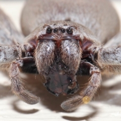 Isopeda sp. (genus) at Evatt, ACT - 9 Oct 2017 02:39 PM