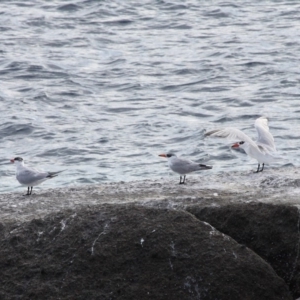 Hydroprogne caspia at Undefined, NSW - 19 Mar 2019