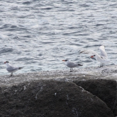 Hydroprogne caspia (Caspian Tern) at Barunguba (Montague) Island - 19 Mar 2019 by HarveyPerkins