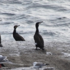 Phalacrocorax carbo (Great Cormorant) at Undefined, NSW - 19 Mar 2019 by HarveyPerkins